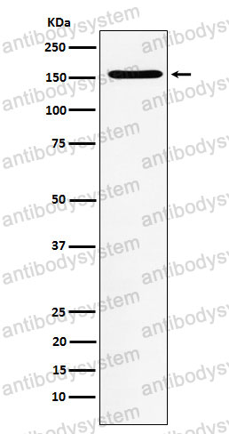 Anti-WAPL Antibody (R2R14)