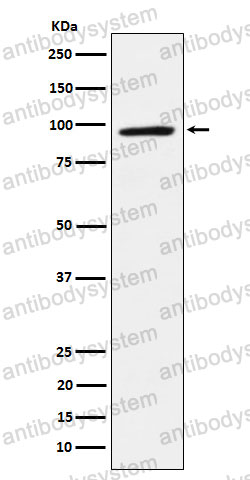 Anti-TAB3 Antibody (R2R15)