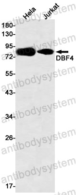 Anti-DBF4 Antibody (R2R17)