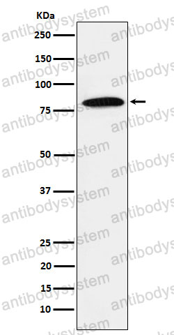 Anti-DBF4 Antibody (R2R16)