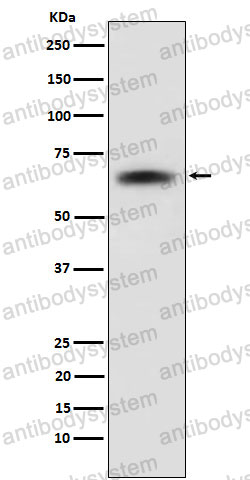 Anti-SENP2 Antibody (R2R18)