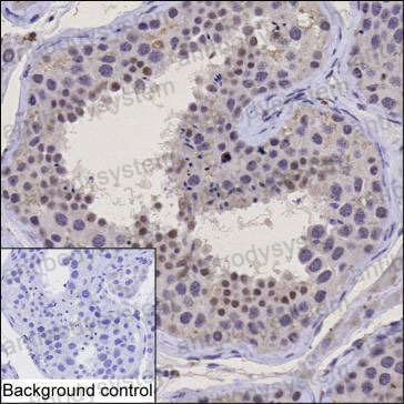 Anti-ING1 Antibody (R4A33)