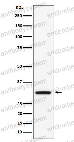 Western blot for Anti-PLSCR3 Antibody (R2R88) ?>