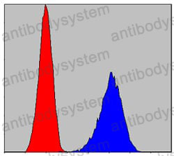 Anti-RCHY1 Antibody (R4A35)