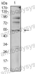 Anti-TFAP2C Antibody (R4A37)