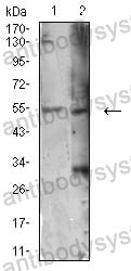 Anti-ATG4C Antibody (R4A38)