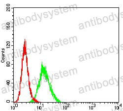Anti-BCL11B Antibody (R4A42)