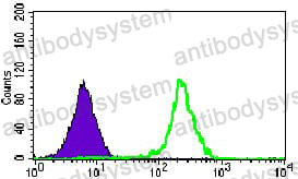 Anti-CCAR2/DBC1 Antibody (R4A45)