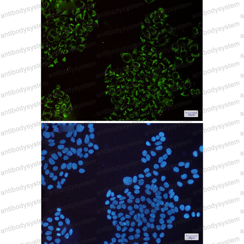 Anti-MRPS26 Antibody (R2S57)