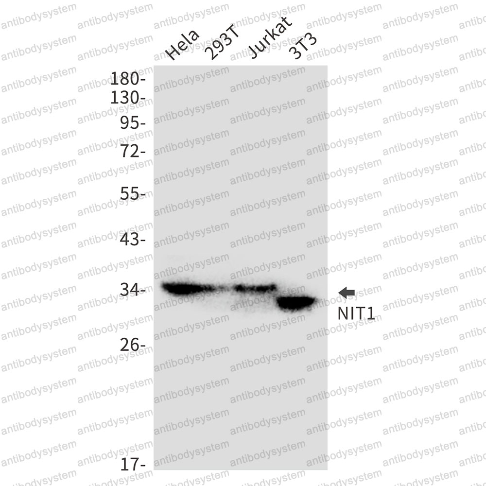 Anti-NIT1 Antibody (R2S64)