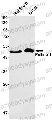 Anti-PELI1 Antibody (R2S68)