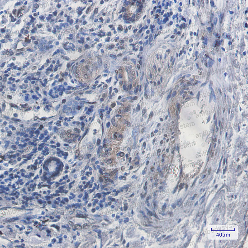 Anti-SCAI Antibody (R2S73)
