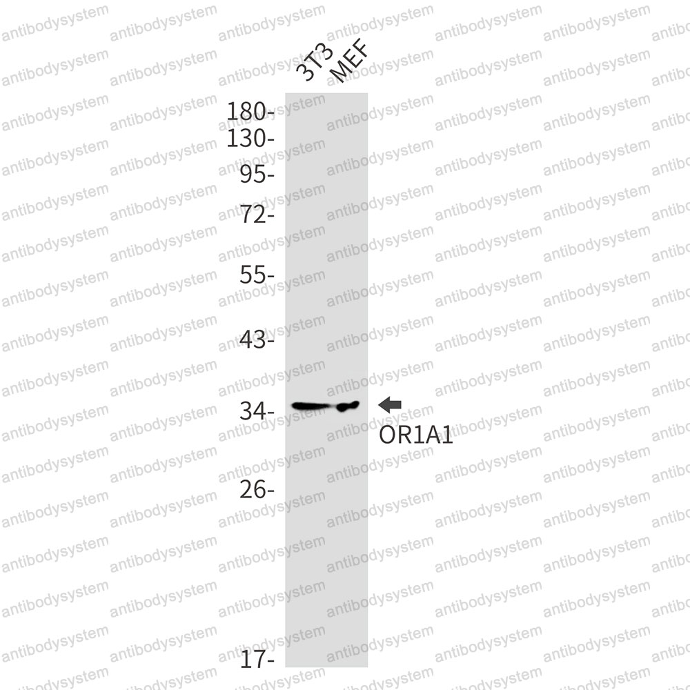 Anti-OR1A1 Antibody (R2S84)