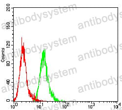 Anti-ATG10 Antibody (R4A55)