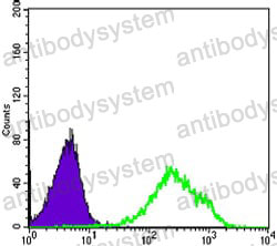Anti-DAXX Antibody (R4A56)