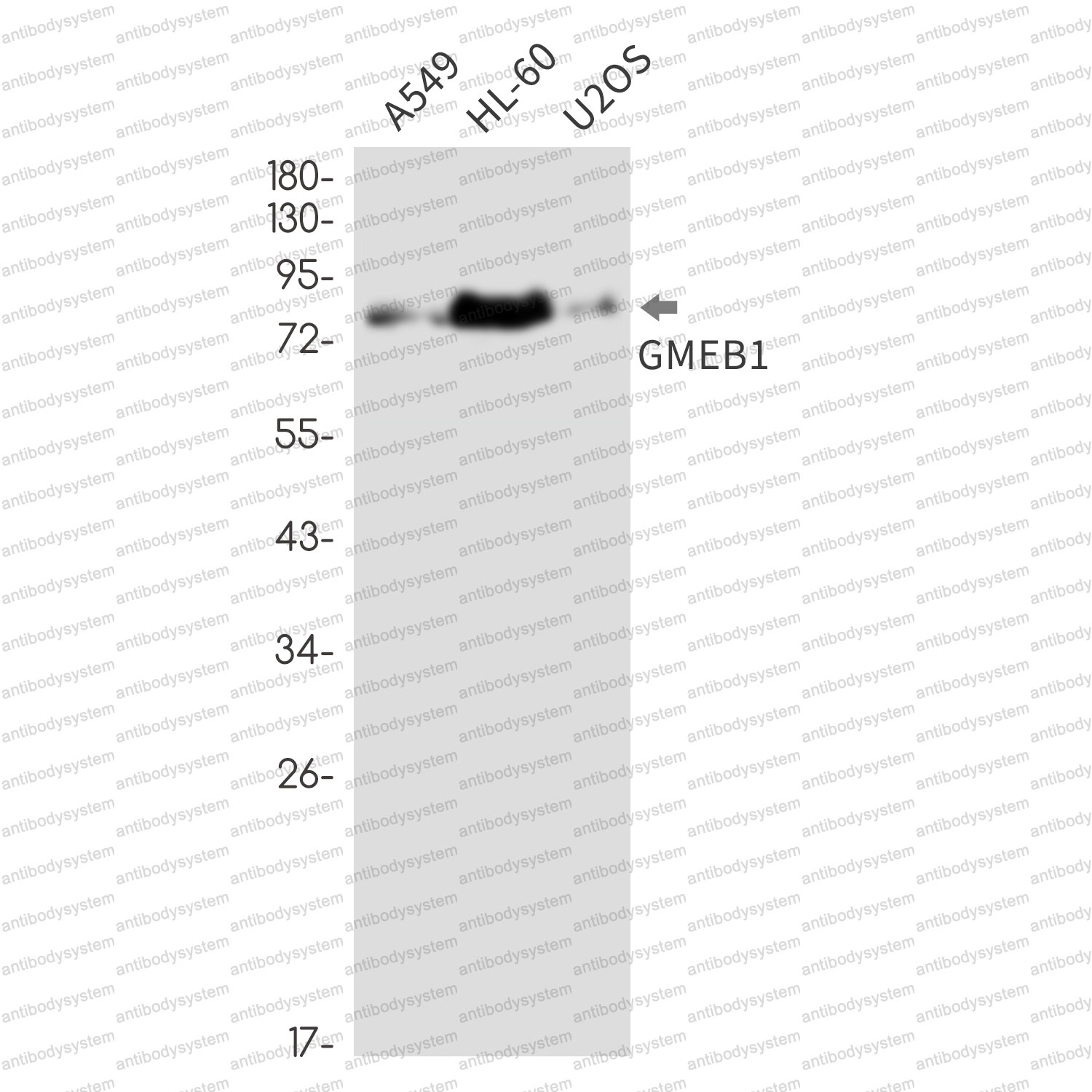 Anti-GMEB1 Antibody (R2S93)