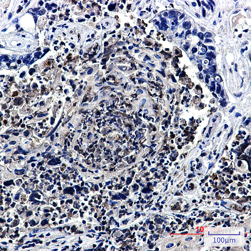 Anti-HJURP Antibody (R2S94)