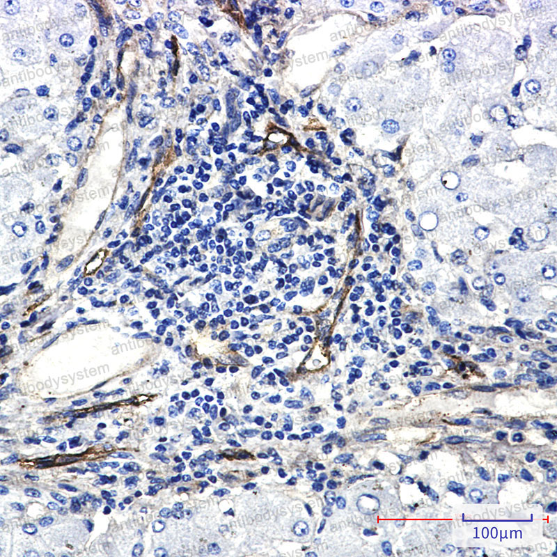 Anti-ORAI3 Antibody (R2S99)