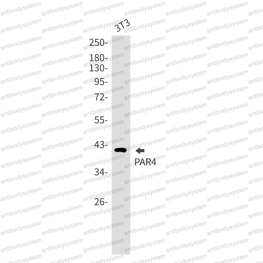 Anti-PAWR Antibody (R2T02)