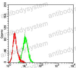 Anti-AKT1S1 Antibody (R4A67)