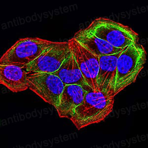 Anti-AKT1S1 Antibody (R4A66)