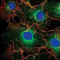 Anti-LPP Antibody (R4A74)