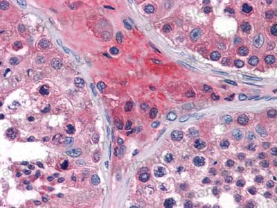 Anti-APOO Antibody (R4A78)