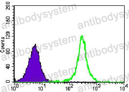 Anti-TBLR1 Antibody (R4A80)