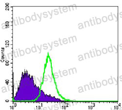 Anti-NKX3-1 Antibody (R4A82)