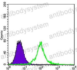 Anti-KLHL13 Antibody (R4A84)