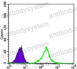 Anti-KLHL11 Antibody (R4A85)