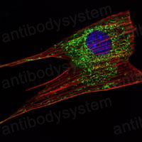 Anti-KLHL11 Antibody (R4A86)