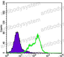 Anti-THAP11 Antibody (R4A89)