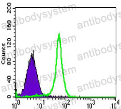 Anti-TAB2 Antibody (R4A91)