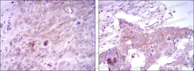 Anti-FOXD3 Antibody (R4A92)