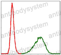 Anti-TUBA8 Antibody (R4A95)