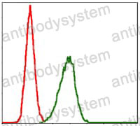 Anti-BPIFB1 Antibody (R4A96)