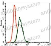 Anti-INCENP Antibody (R4B05)