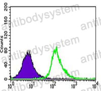 Anti-UTF1 Antibody (R4B06)