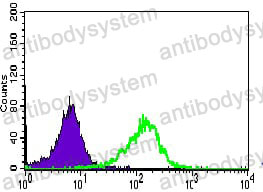 Anti-CFAP251/WDR66 Antibody (R4B07)