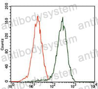 Anti-GATA6 Antibody (R4B08)
