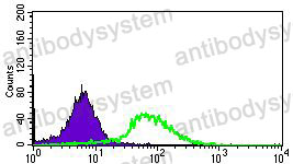 Anti-ABCG5 Antibody (R4B11)