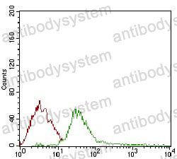 Anti-DIS3L2 Antibody (R4B12)