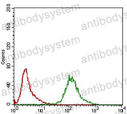 Anti-KHDRBS2 Antibody (R4B14)