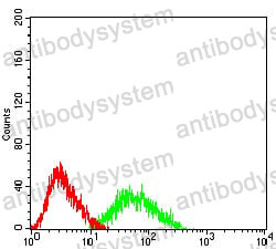 Anti-CTNNBL1 Antibody (R4B19)