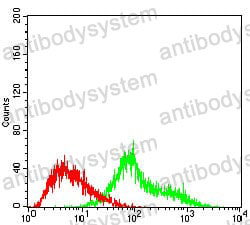 Anti-TUBE1 Antibody (R4B20)