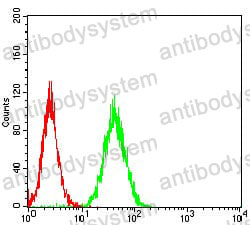 Anti-RHOF Antibody (R4B24)