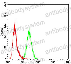 Anti-SSH1 Antibody (R4B25)