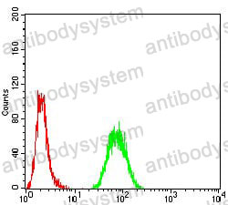 Anti-PRDM5 Antibody (R4B33)