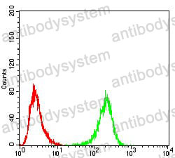 Anti-ULK2 Antibody (R4B38)
